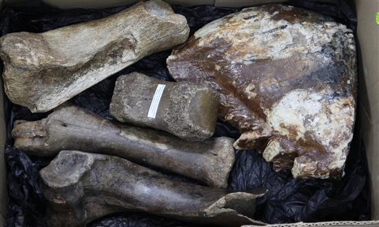 A mammoth tooth and four various bones, 5in. - 9in.